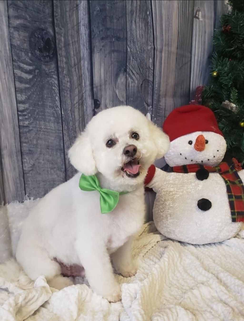Bichon with a green bow tie at Christmas