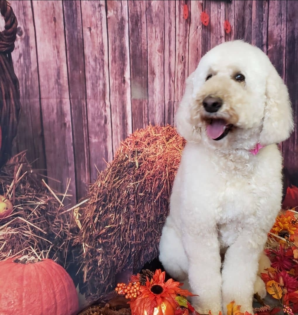 Standard poodle posed with hay bales and pumpkins