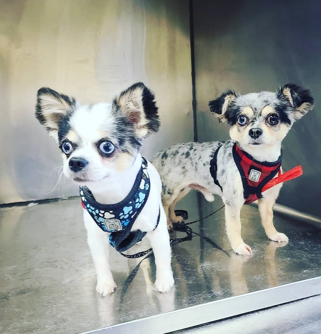 Two tiny Chihuahuas in matching harnesses