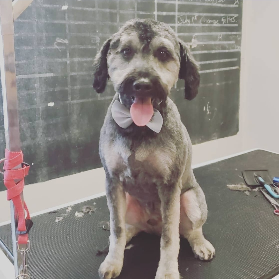 Wire-haired pup with a grey bow tie on the table
