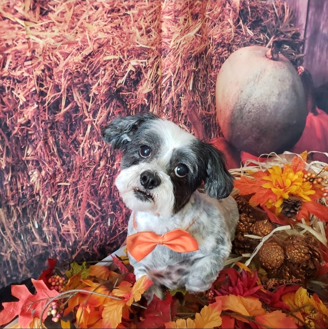 Inside Doggie Dip & Clip Inc.'s Oakville salon