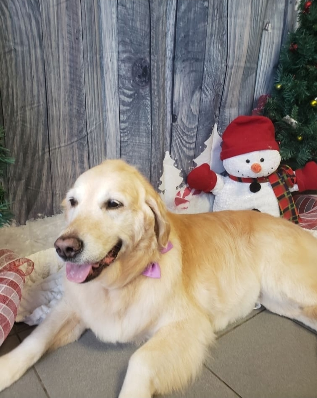 Golden retriever resting after a fresh groom